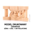 model drukowany_ćwiartka góra dół artykulatorki.jpg